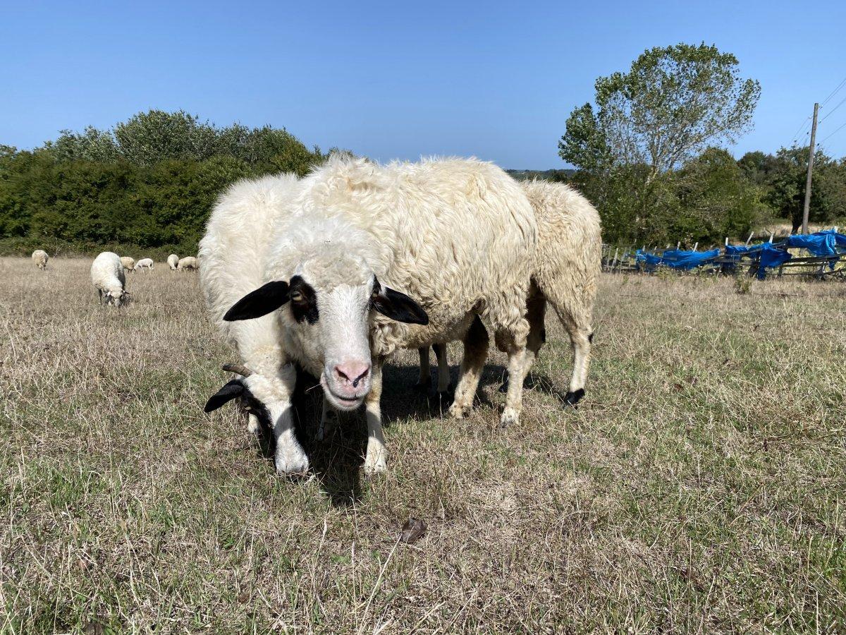 Sinop'ta başıboş köpek saldırısı: 4 koyunu parçaladılar
