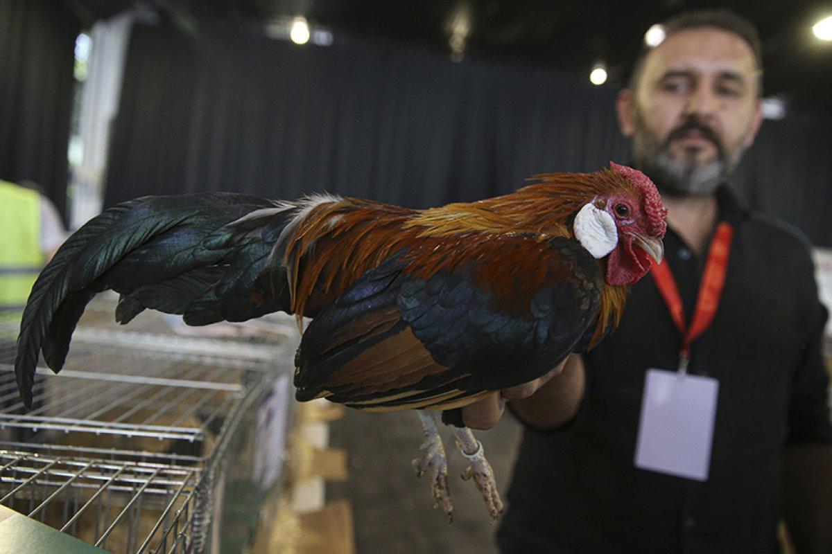 Evcil Hayvan Fuarı'nda süs tavukları ve köpekleri ilgi gördü