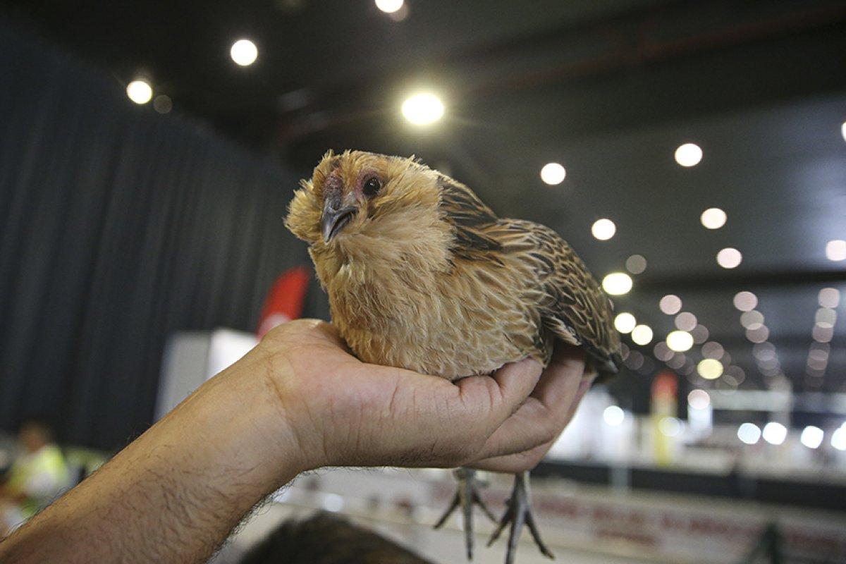 Evcil Hayvan Fuarı'nda süs tavukları ve köpekleri ilgi gördü