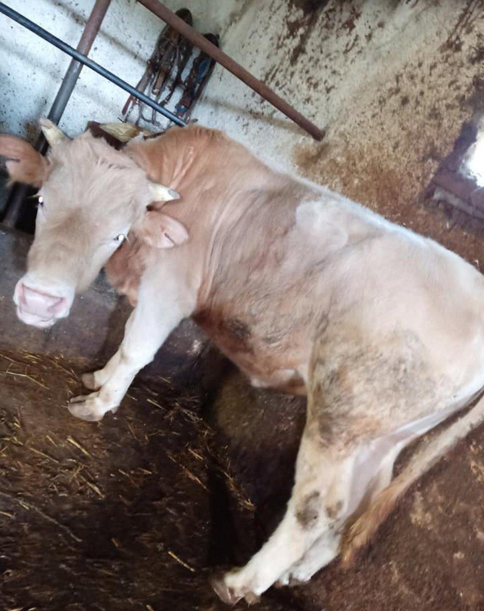 Zonguldak’ta ineğinin ölümüne üzüldü, kalp krizi geçirdi