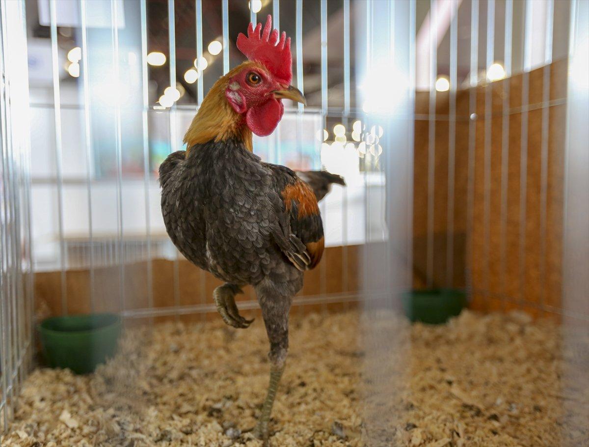 Evcil Hayvan Fuarı'nda süs tavukları ve köpekleri ilgi gördü