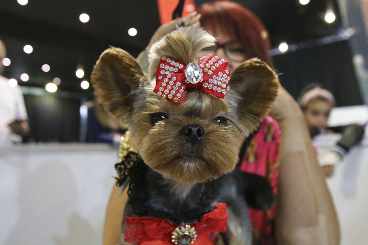 Evcil Hayvan Fuarı'nda süs tavukları ve köpekleri ilgi gördü