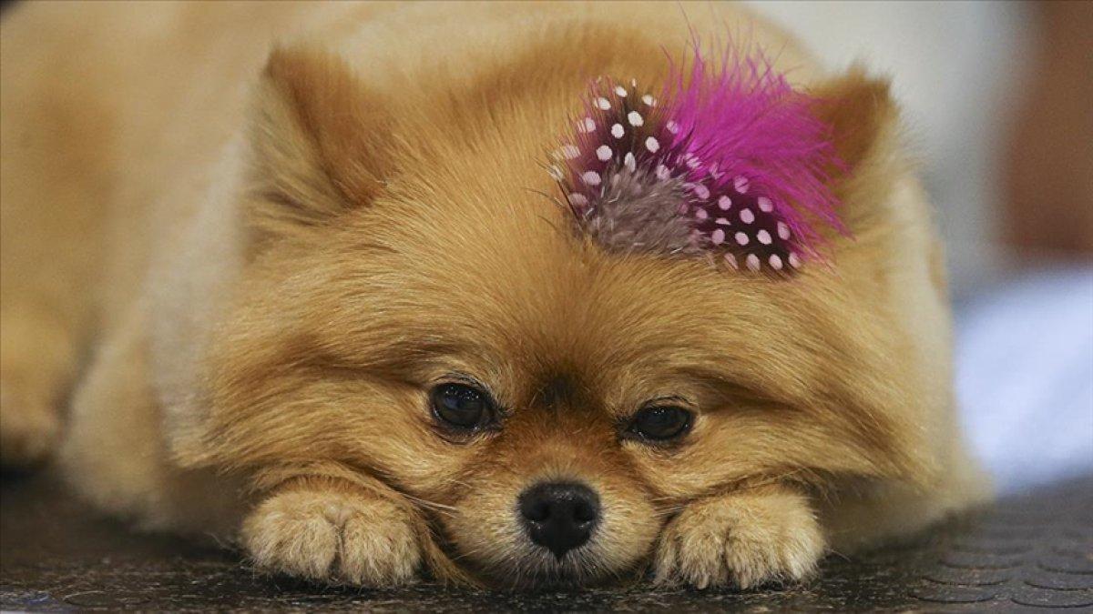 Evcil Hayvan Fuarı'nda süs tavukları ve köpekleri ilgi gördü