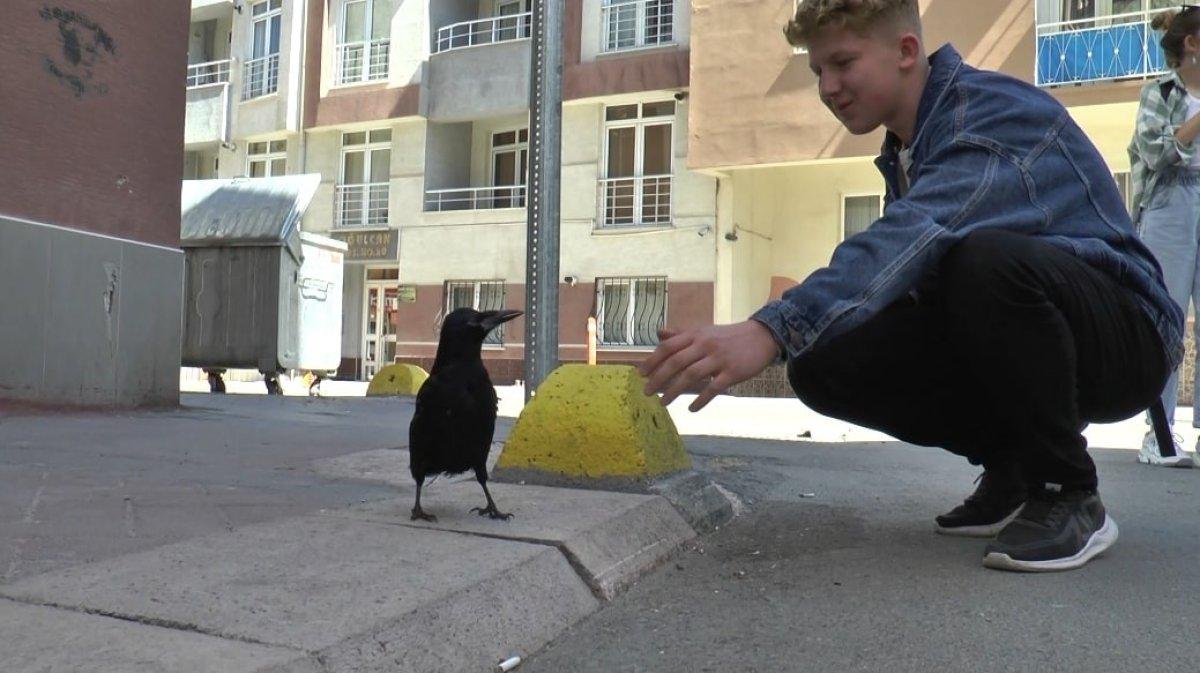 Eskişehir’de karga Şakir'e gözü gibi bakıyor