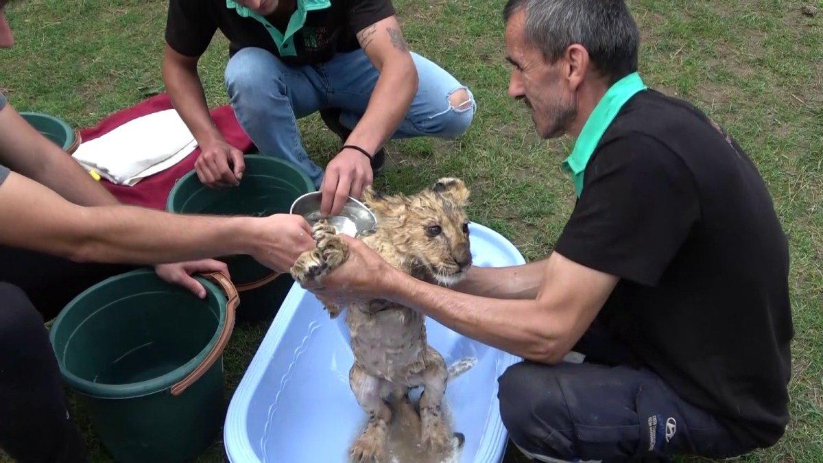 İstanbul'da yavru aslan Alex'in banyo yaptırıldığı anlar ilgiyle izlendi