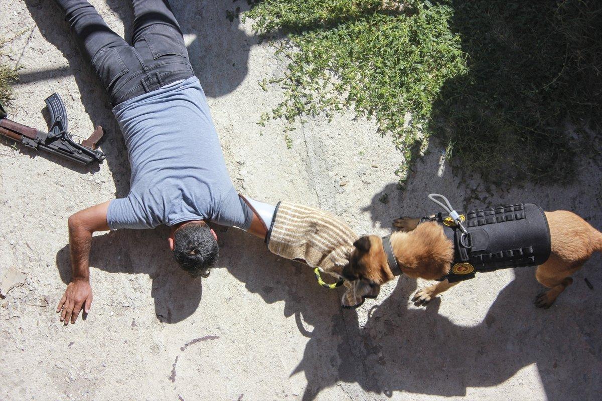 Jandarma köpeklerinin zorlu eğitimi