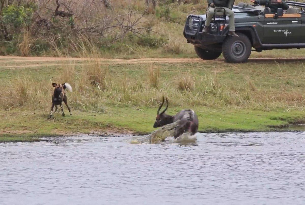 Antilobun timsaha av olma anı kamerada