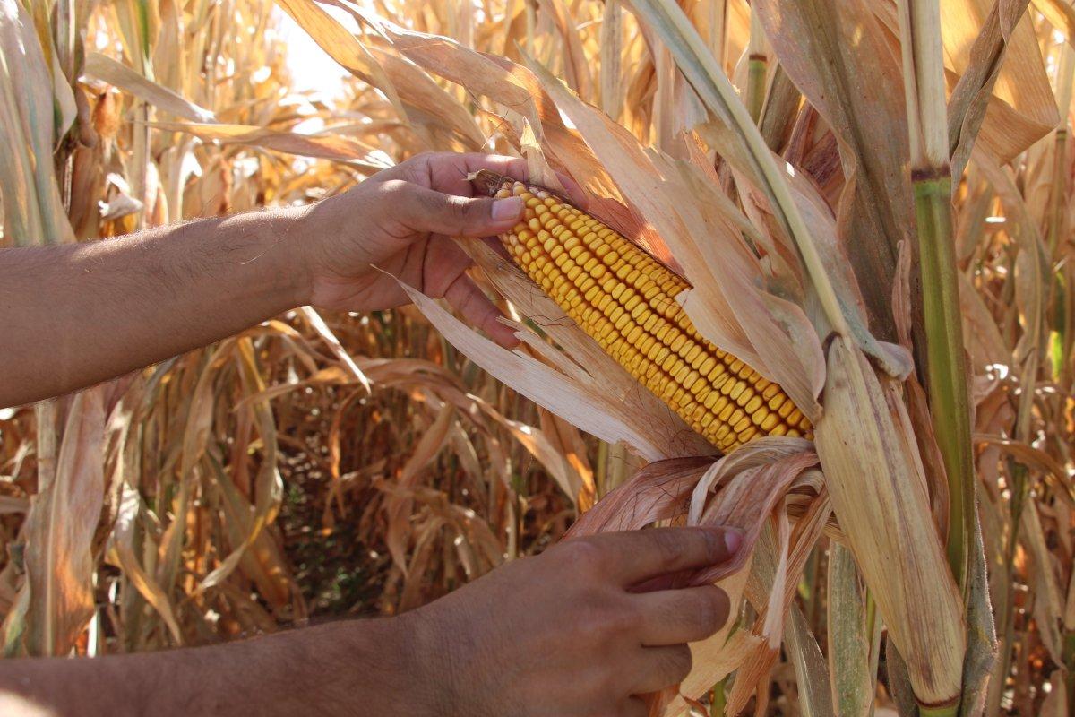 Batman'da, anız yakanlar 5 yıl tarımsal destek alamayacak