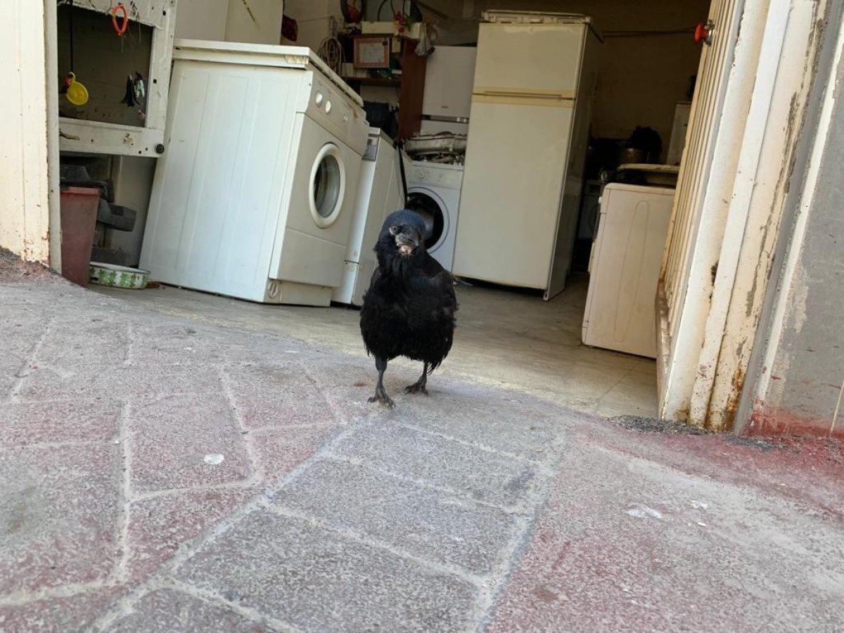 Eskişehir’de karga Şakir'e gözü gibi bakıyor