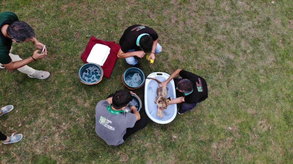 İstanbul'da yavru aslan Alex'in banyo yaptırıldığı anlar ilgiyle izlendi