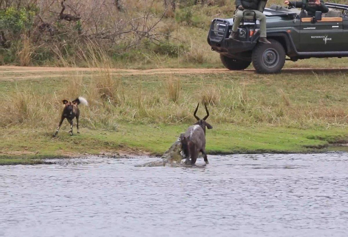 Antilobun timsaha av olma anı kamerada