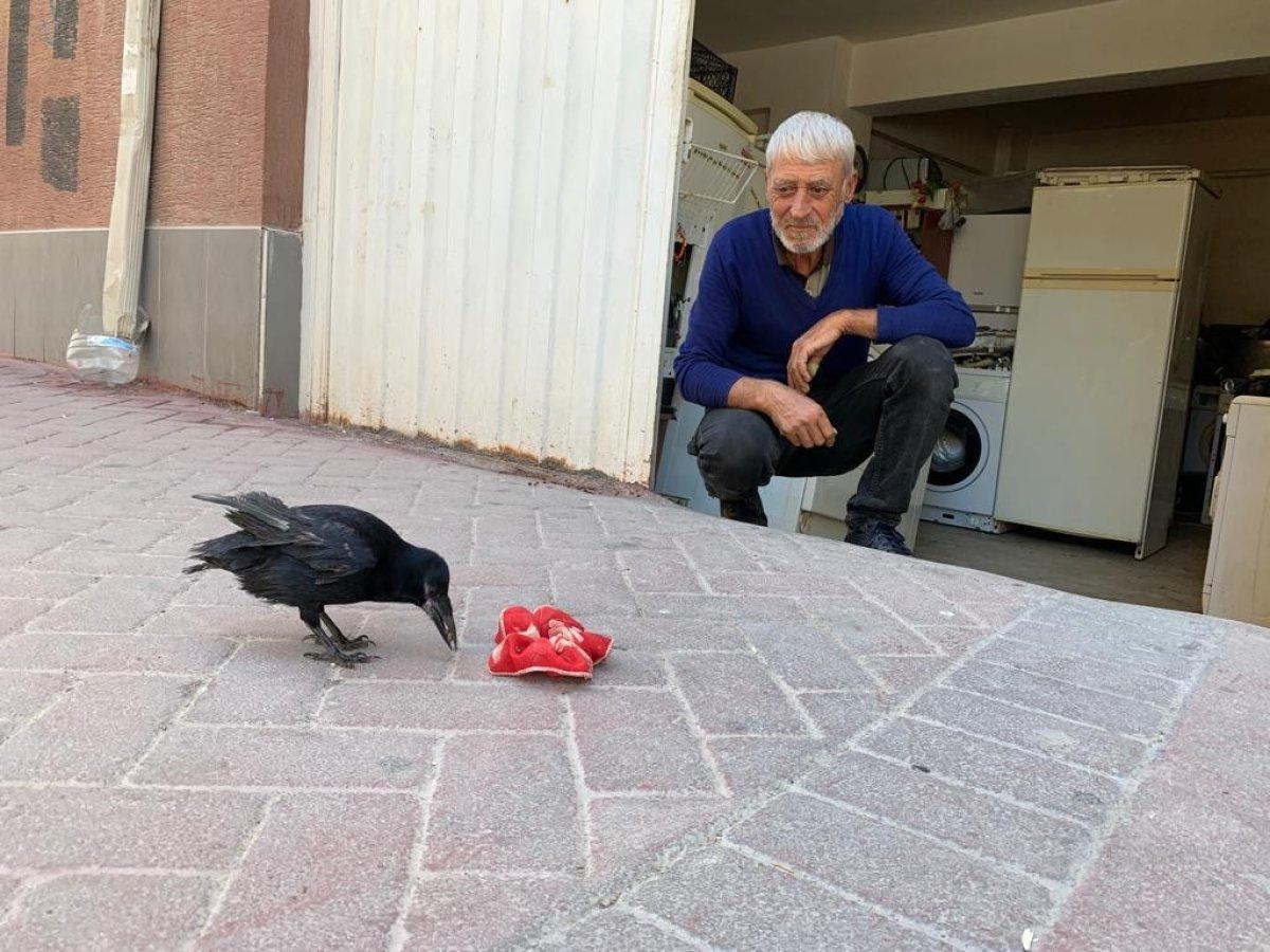 Eskişehir’de karga Şakir'e gözü gibi bakıyor