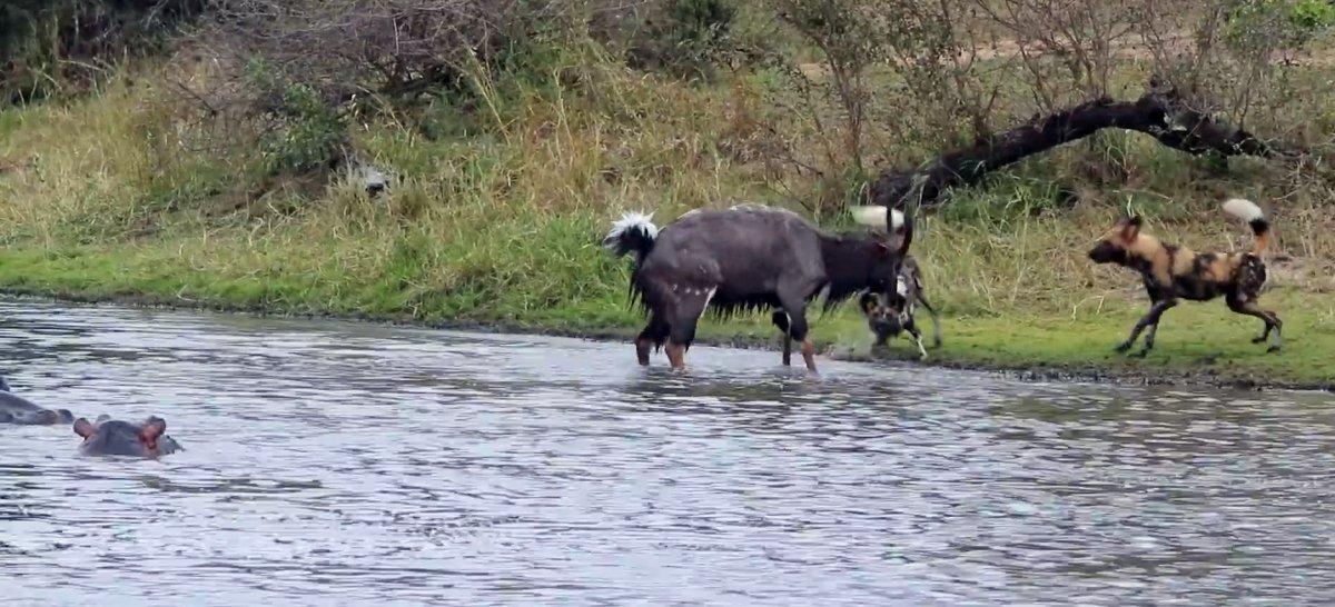 Antilobun timsaha av olma anı kamerada