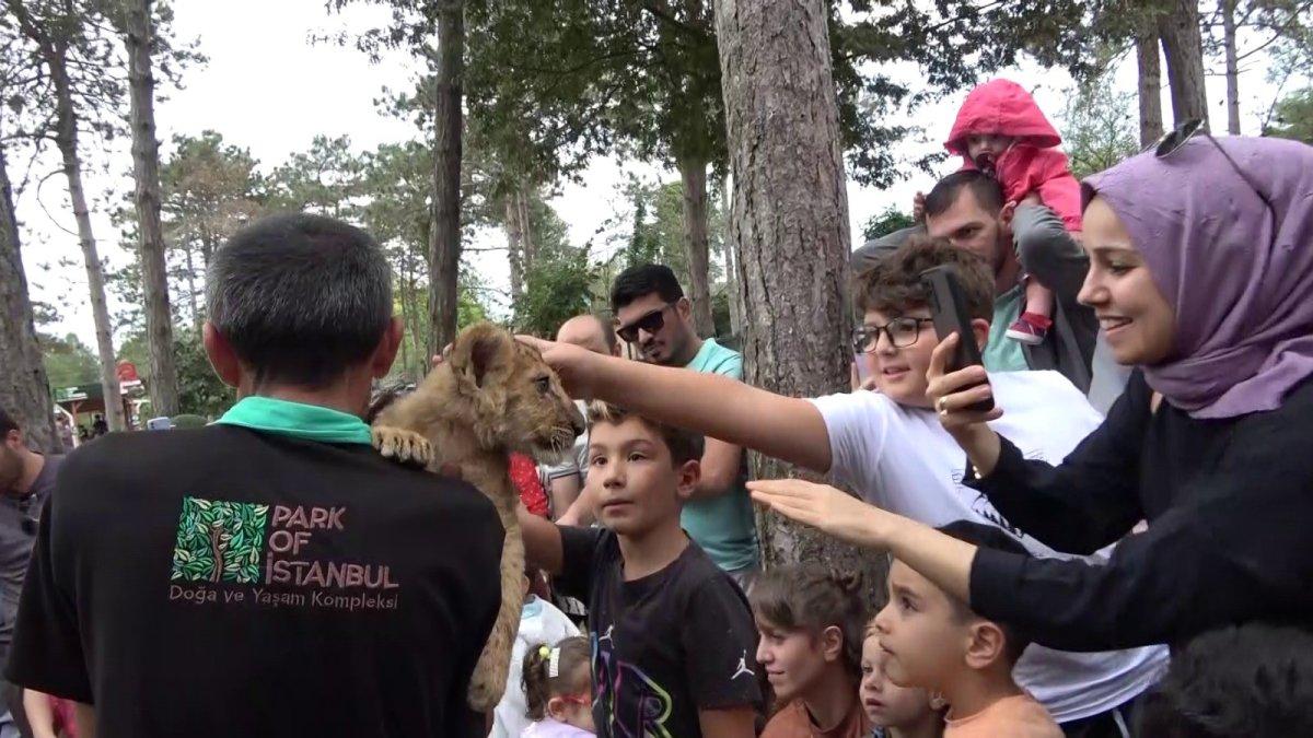 İstanbul'da yavru aslan Alex'in banyo yaptırıldığı anlar ilgiyle izlendi