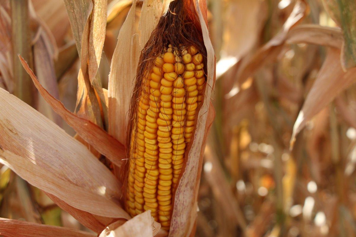 Batman'da, anız yakanlar 5 yıl tarımsal destek alamayacak