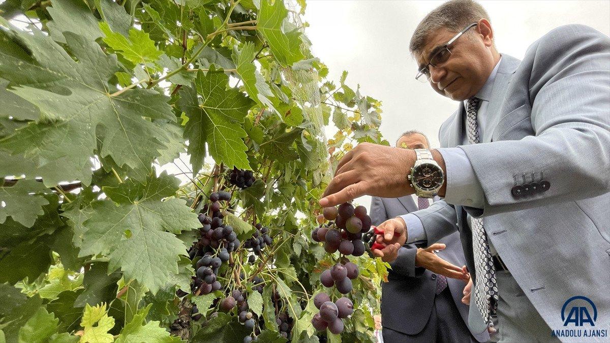 Safranbolu'da tescilli çavuş üzümü hasadına başlandı