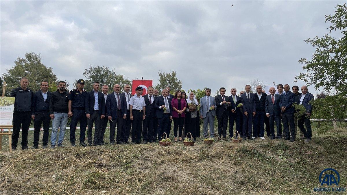 Safranbolu'da tescilli çavuş üzümü hasadına başlandı