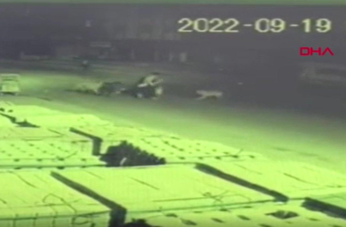 Antalya'da genç kıza saldıran başıboş köpekler kamerada