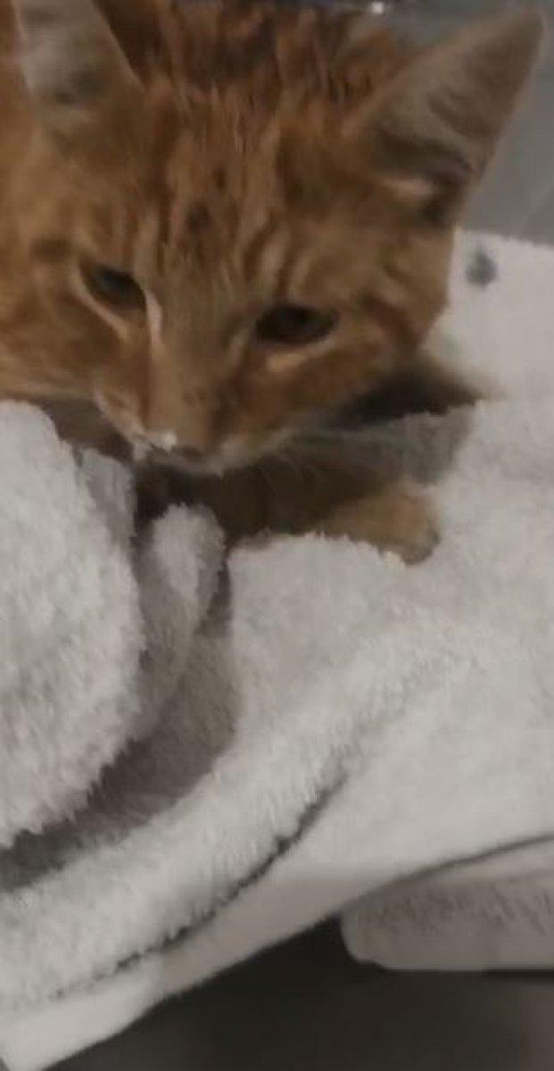 Ankara'da, çamaşır suyu ile kedi ölümü hakkında inceleme başlatıldı