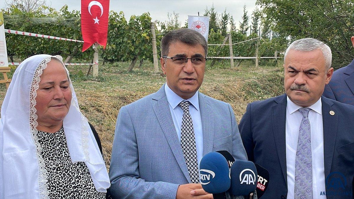 Safranbolu'da tescilli çavuş üzümü hasadına başlandı