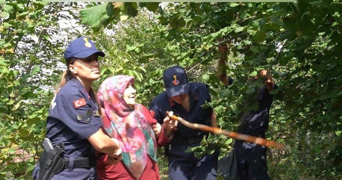 Bartın'da jandarma şehit annesinin fındıklarını topladı