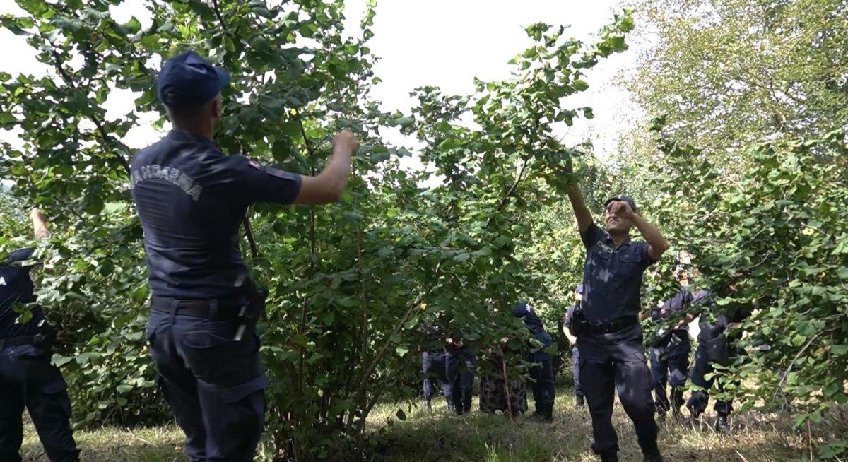 Bartın'da jandarma şehit annesinin fındıklarını topladı