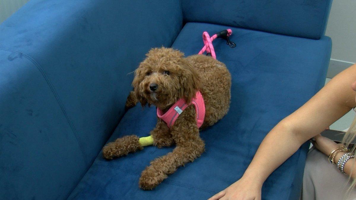 Bakırköy'de, pet kuaföründeki çalışan köpeğe şiddet uyguladı