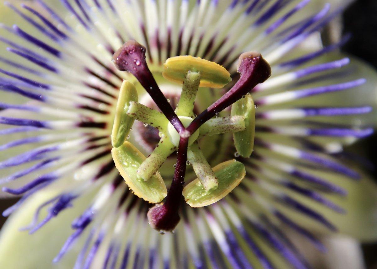 Stresle savaşmaya yardımcı olan 5 bitki çayı tarifi