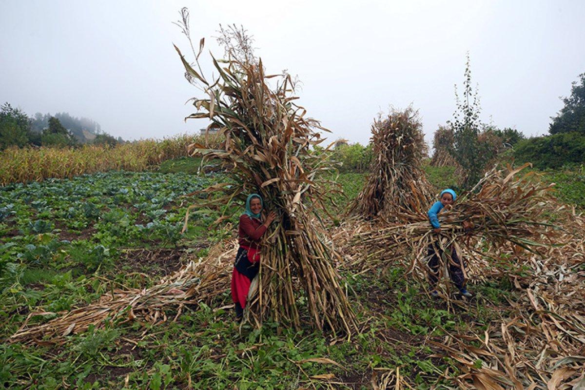 Karadeniz kadınının emeğiyle, tarladan sofraya mısır ununun hikayesi