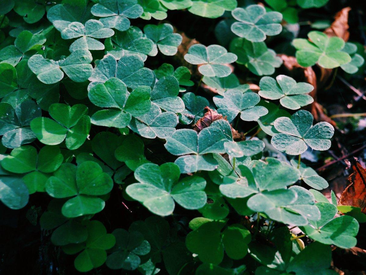 Anında etkili 10 doğal ağrı kesici
