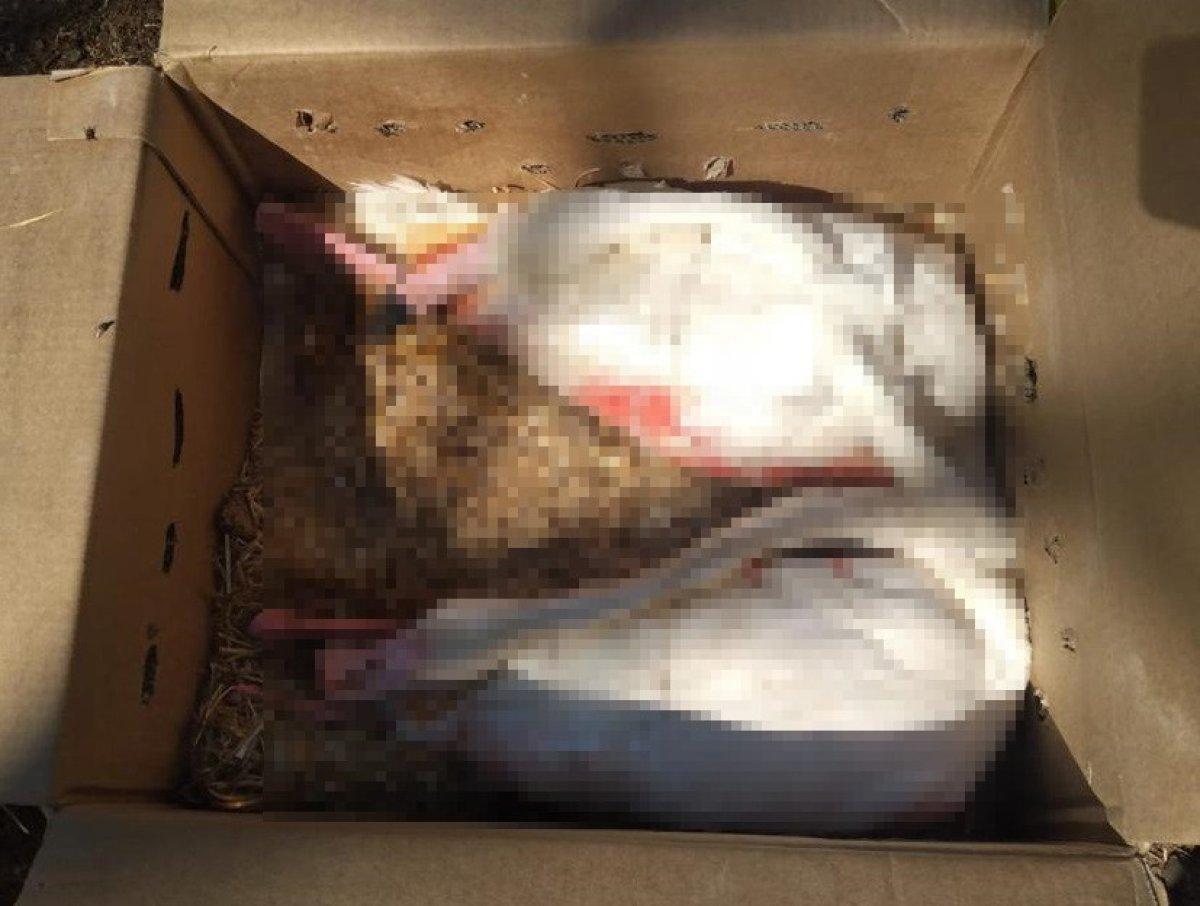 Flamingoları para için kutulara koyup kaçırdılar