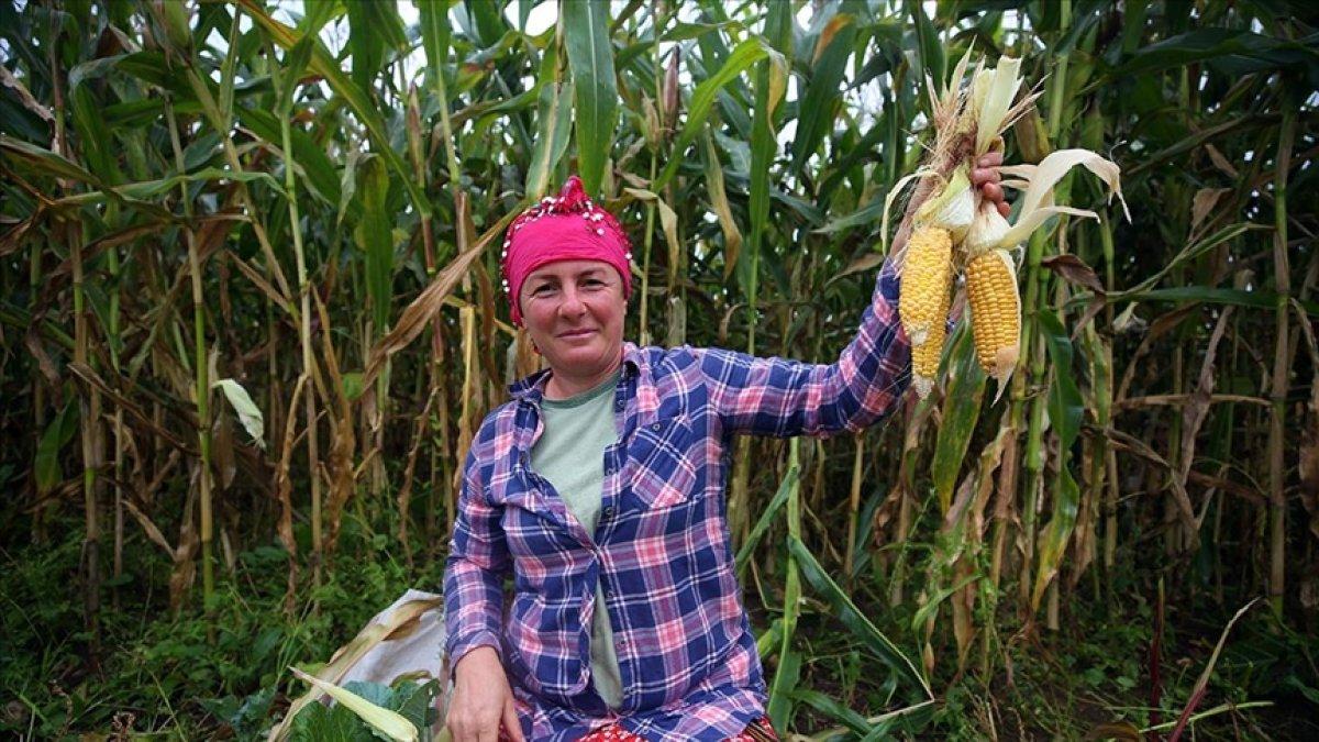 Karadeniz kadınının emeğiyle, tarladan sofraya mısır ununun hikayesi