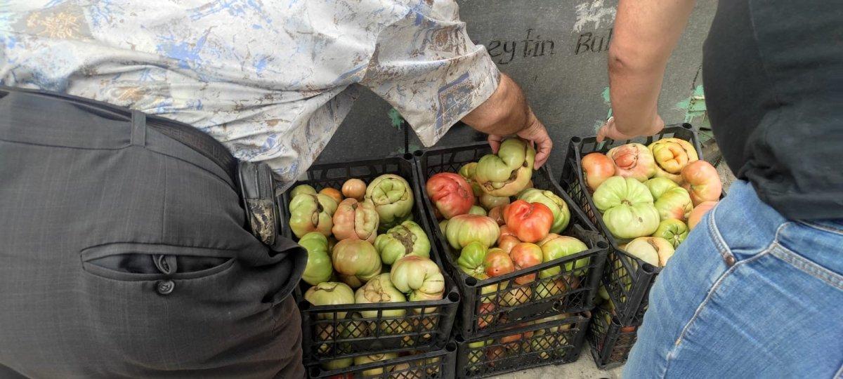 Batman'da bir kiloluk domatesler tezgaha çıktı
