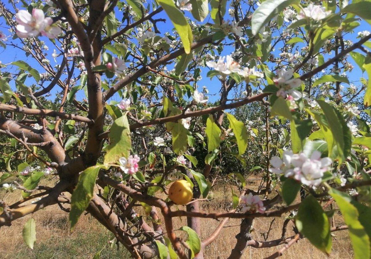 Erzincan'da sonbaharda kar yağarken çiçek açan elma ağacı şaşırttı