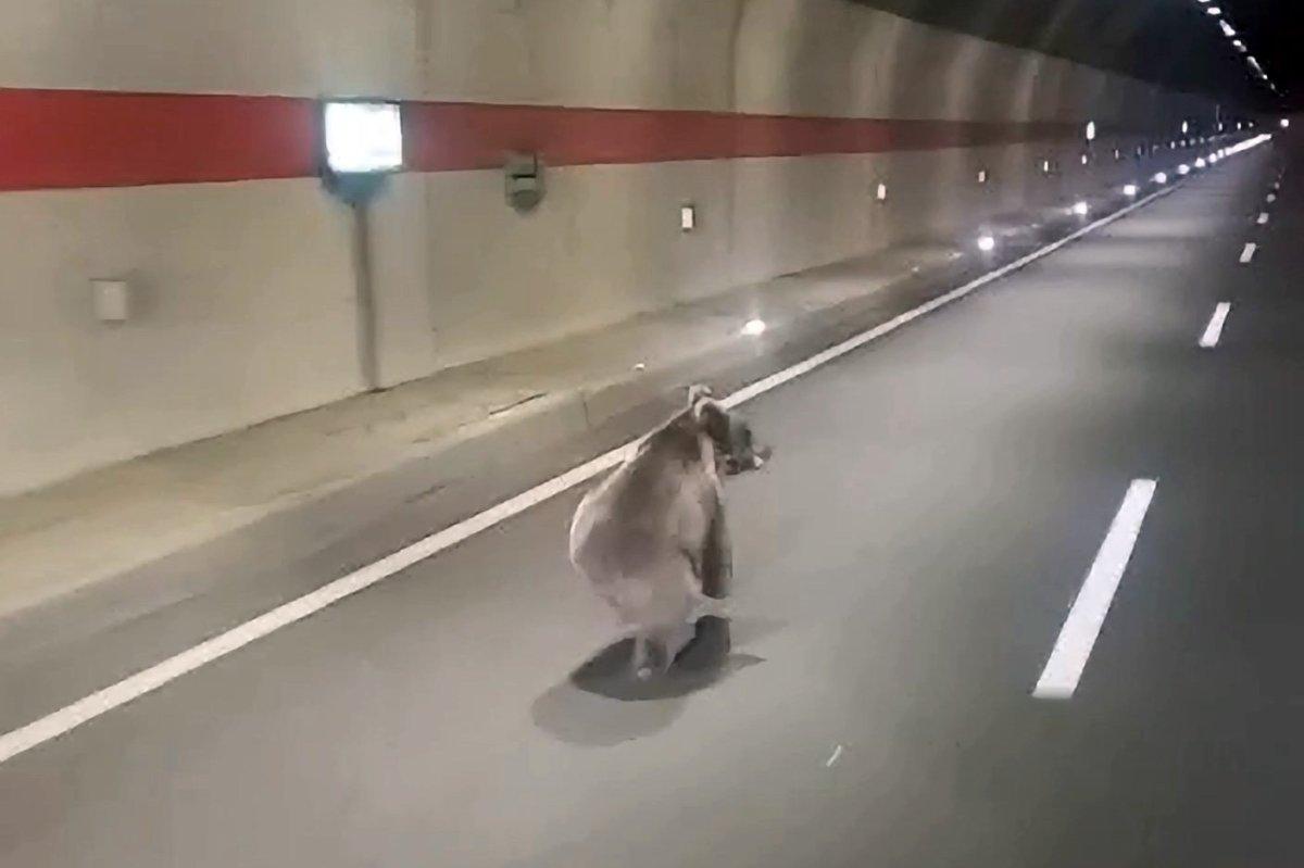 Gümüşhane’de ‘kestirme olsun’ diye tüneli kullanan uyanık ayı