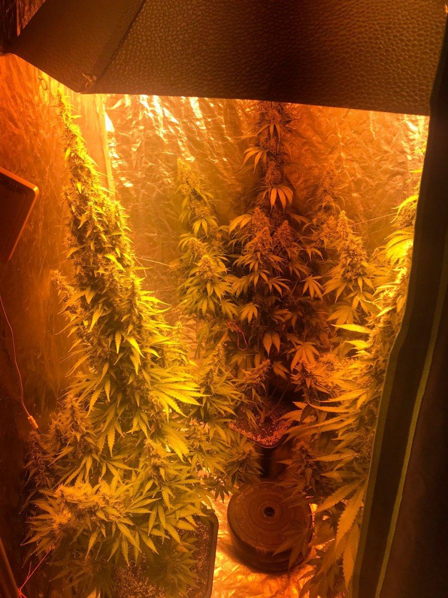 Bursa’da, evini uyuşturucu serasına dönüştüren şüpheli gözaltına alındı