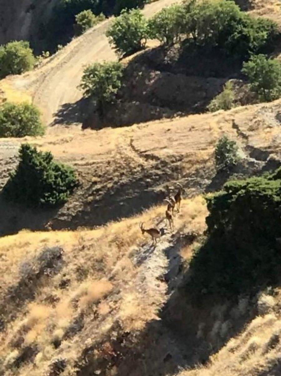 Elazığ'da koruma altındaki dağ keçileri Harput'a indi