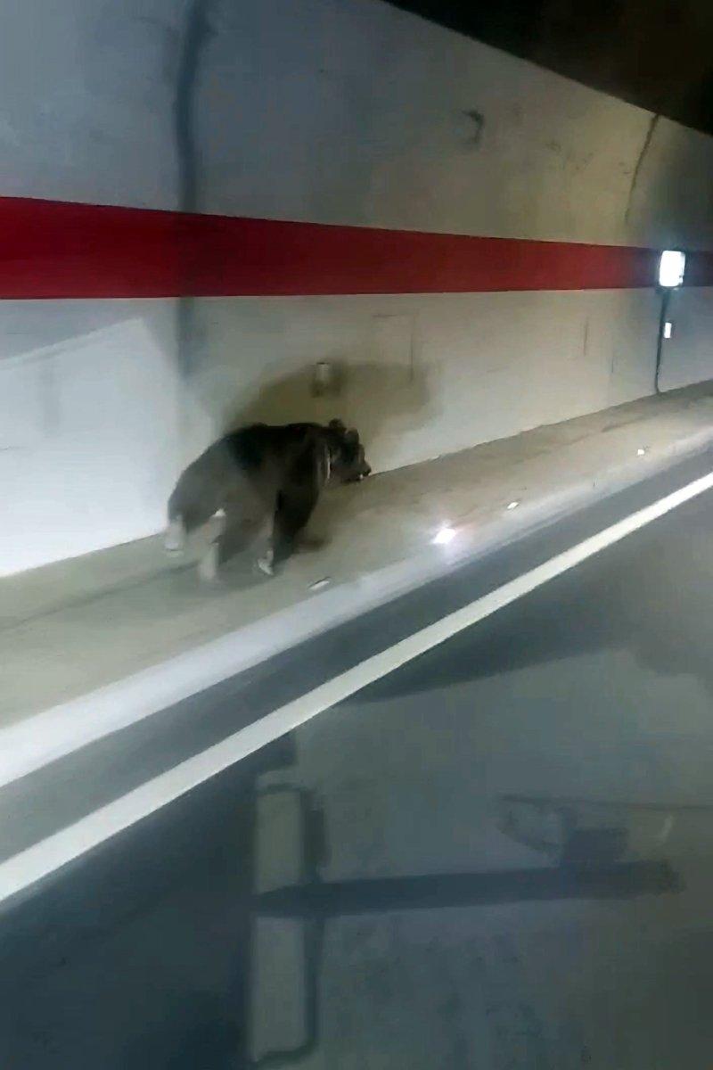 Gümüşhane’de ‘kestirme olsun’ diye tüneli kullanan uyanık ayı