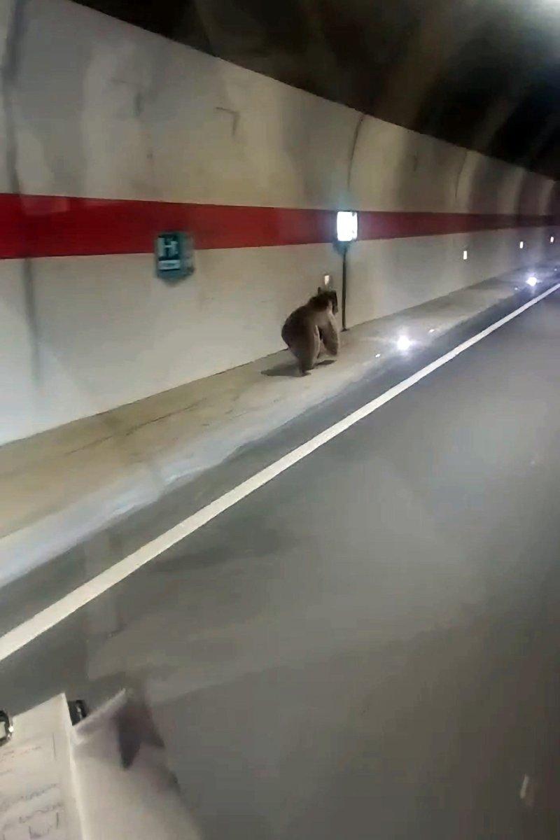 Gümüşhane’de ‘kestirme olsun’ diye tüneli kullanan uyanık ayı