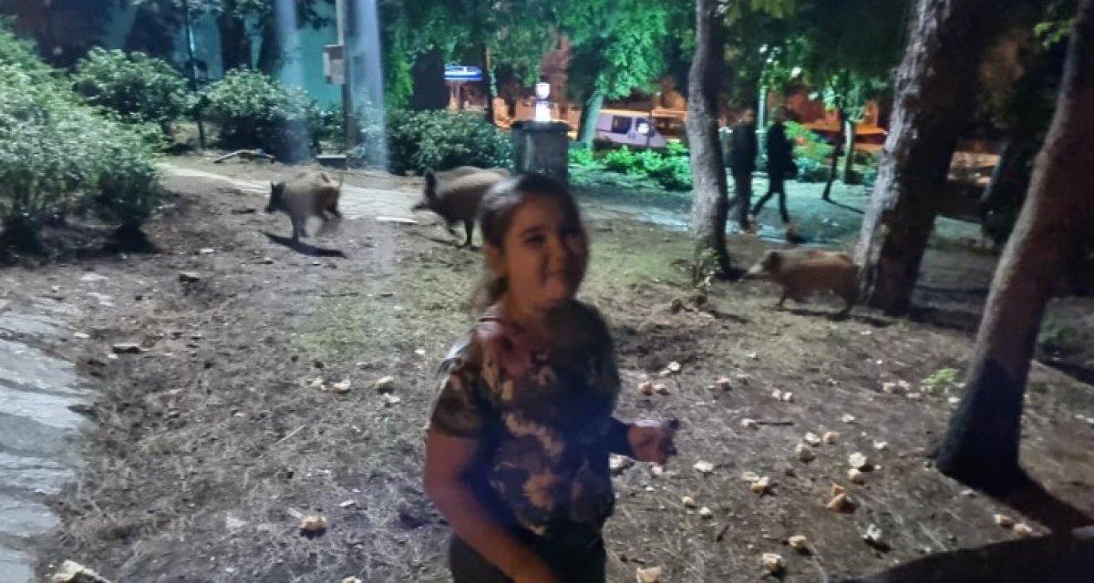 Marmaris'te küçük kız, domuzlar yemeklerini yesin diye bankta onları bekledi