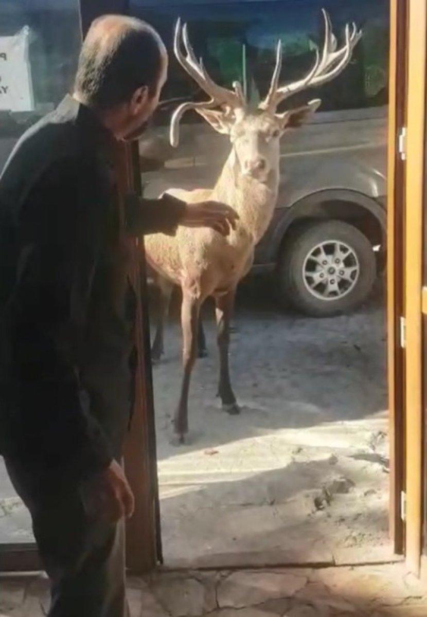 Manisa'da restoran şefinin geyikle muhabbeti gündem oldu