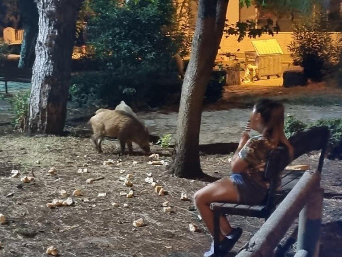 Marmaris'te küçük kız, domuzlar yemeklerini yesin diye bankta onları bekledi