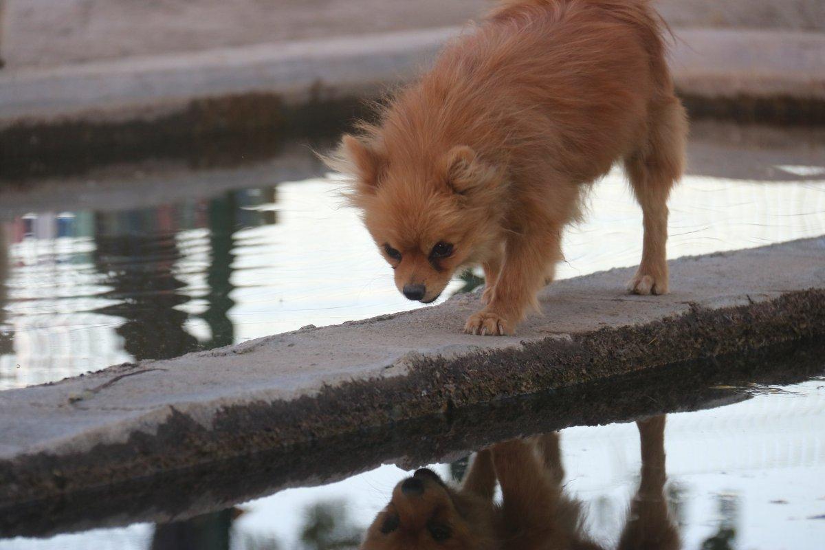 Diyarbakır Lice’de milyonluk ‘Pomeranian’ çiftliği kurdu