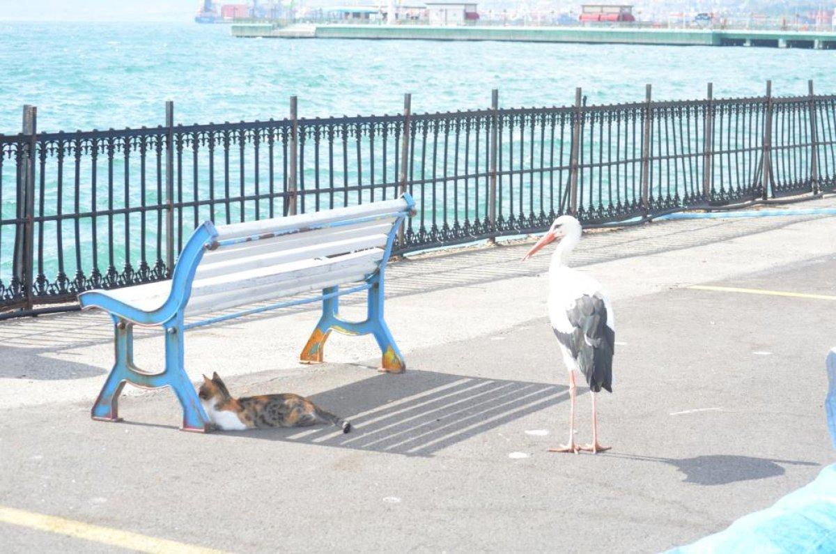 Tekirdağ'da kedi ve leyleğin balık savaşı kamerada
