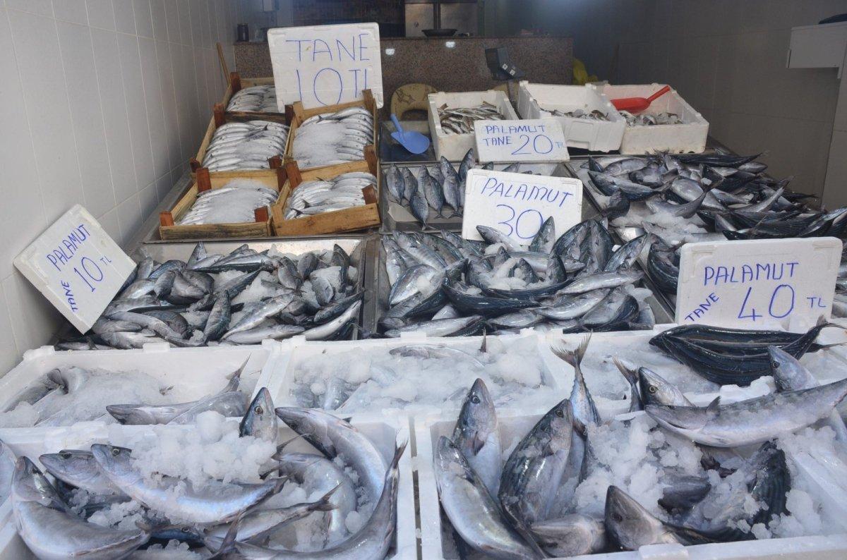 Sinop'ta palamut bolluğu: Kilosu 10 TL'ye düştü