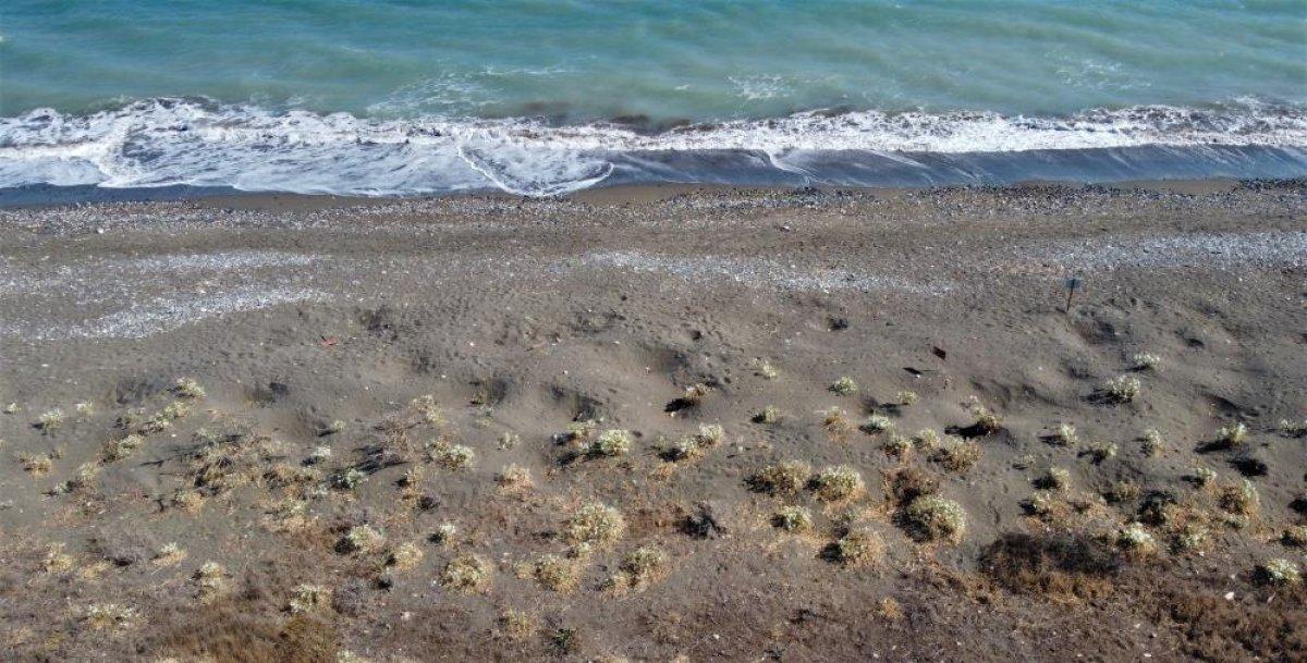 Mersin'de açmaya başlayan kum zambakları görsel şölen sunuyor