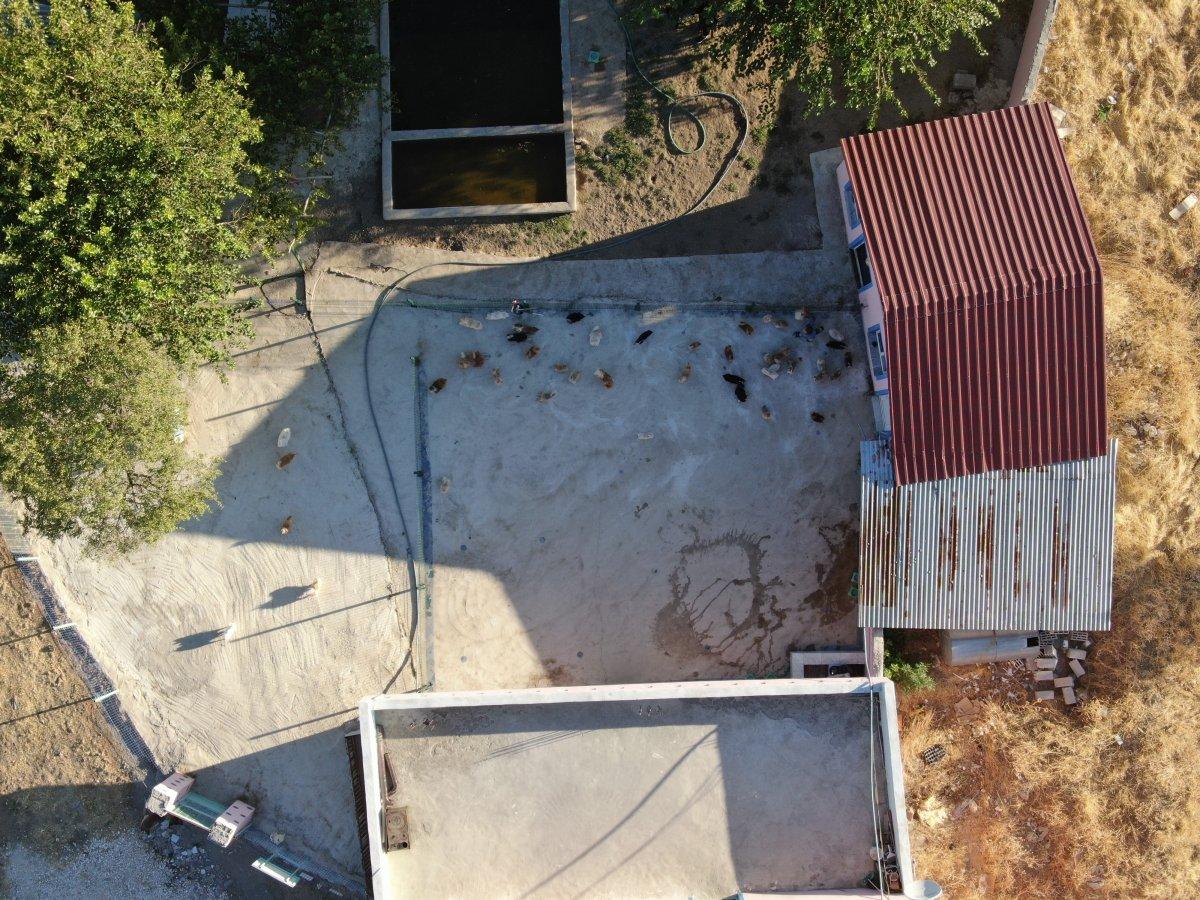 Diyarbakır Lice’de milyonluk ‘Pomeranian’ çiftliği kurdu