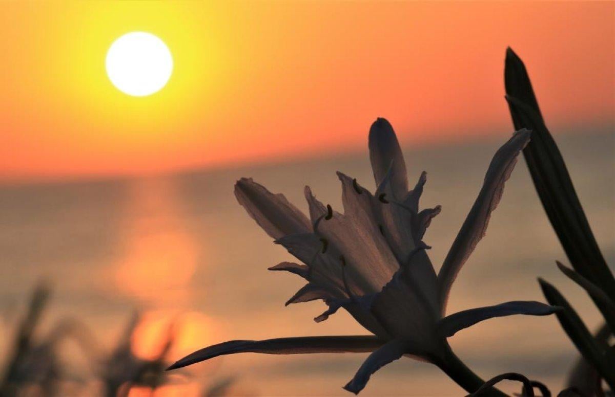 Mersin'de açmaya başlayan kum zambakları görsel şölen sunuyor