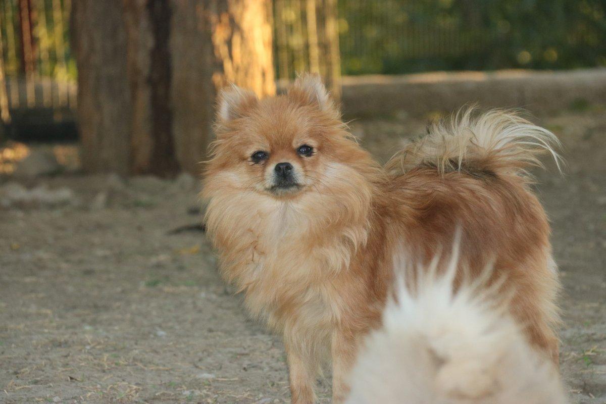 Diyarbakır Lice’de milyonluk ‘Pomeranian’ çiftliği kurdu