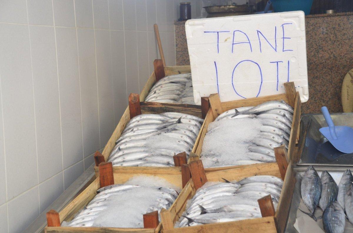 Sinop'ta palamut bolluğu: Kilosu 10 TL'ye düştü